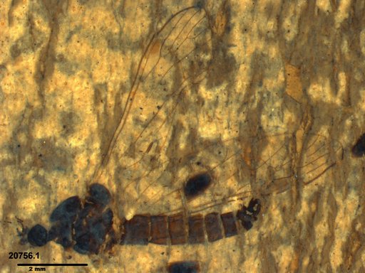 Diptera