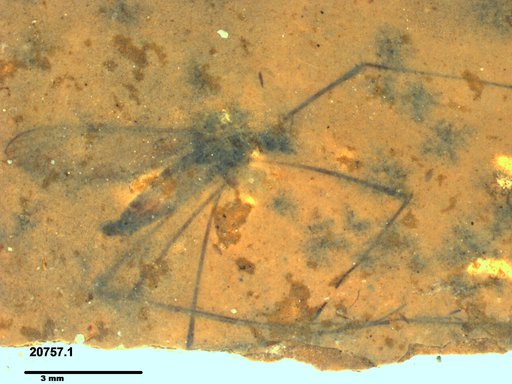 Diptera