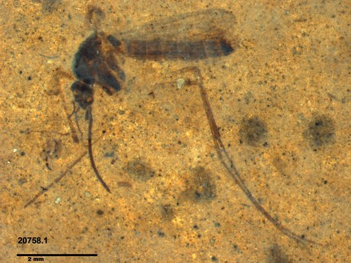 Genus sp