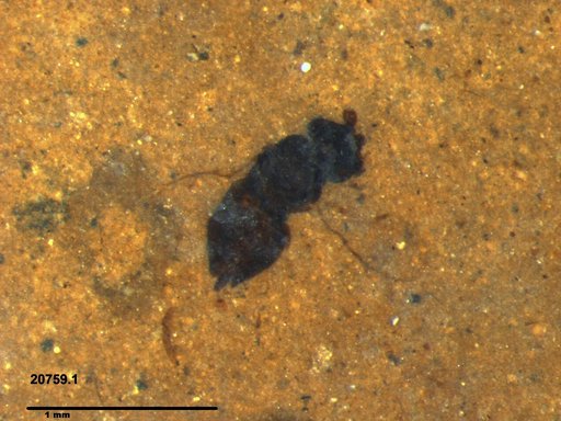 Genus sp