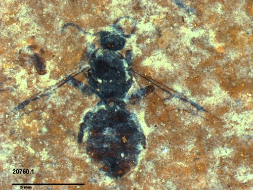 Formicidae