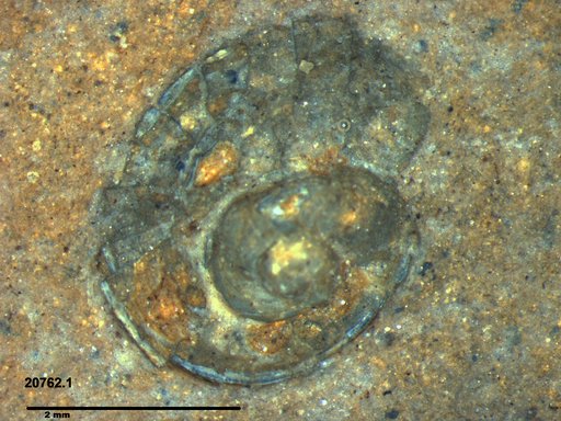 Gastropoda