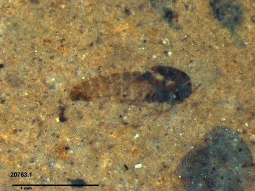 Diptera