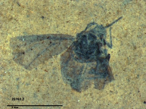 Aphididae