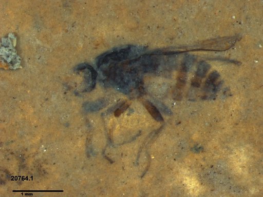 Diptera
