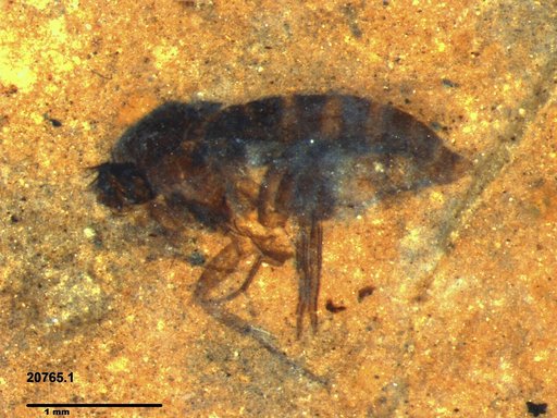 Phoridae