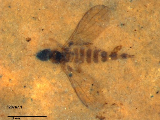 Diptera