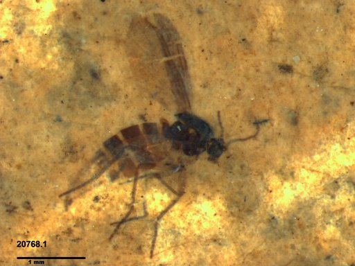 Sciaridae