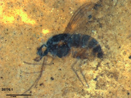Diptera
