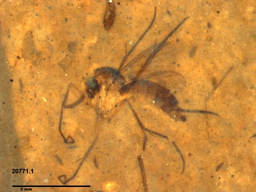 Mycetophilidae