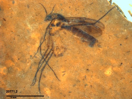 Mycetophilidae