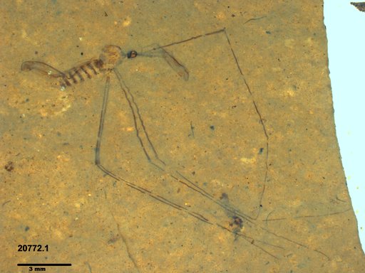 Diptera