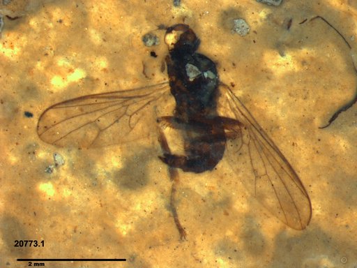 Diptera