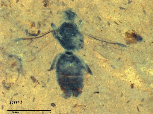 Formicidae