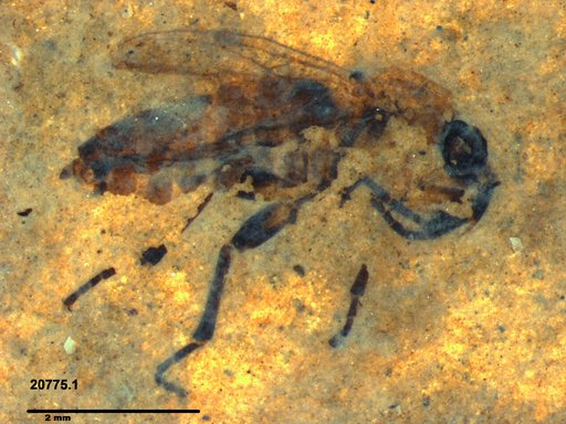 Genus sp