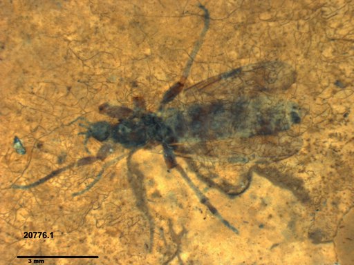 Genus sp