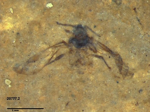 Aphididae