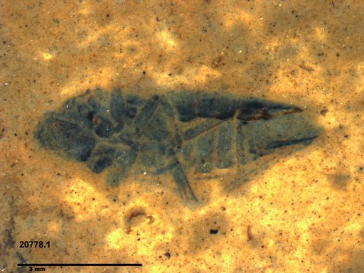 Genus sp