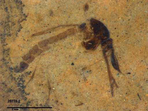 Genus sp
