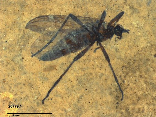 Genus sp