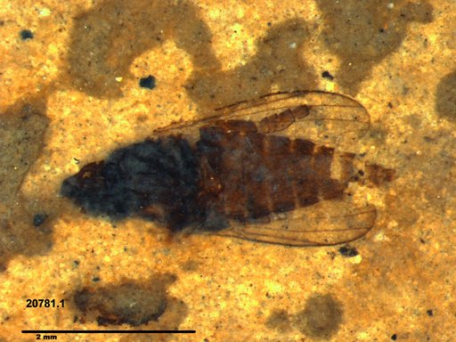 Diptera