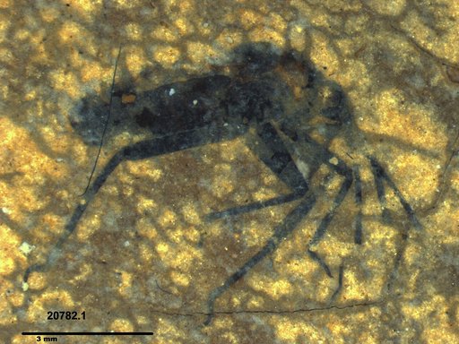 Insecta