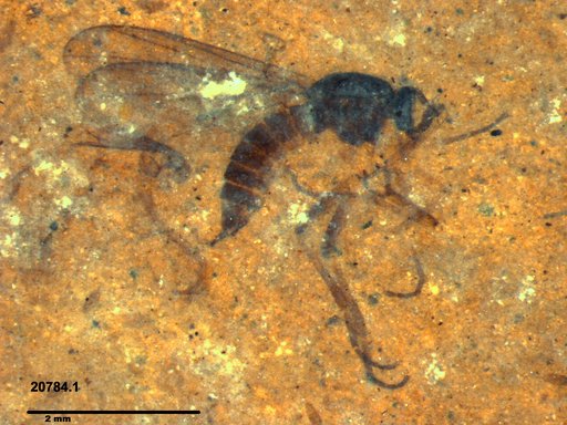 Diptera