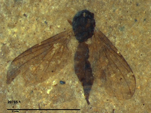 Diptera