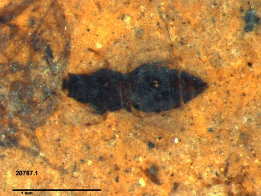 Genus sp