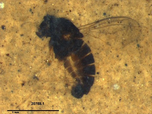 Diptera