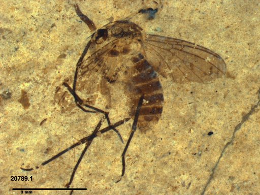 Diptera
