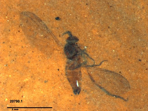 Diptera