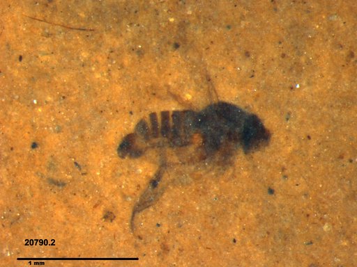 Phoridae