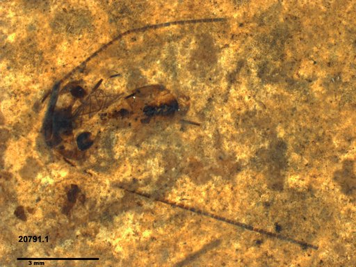 Genus sp