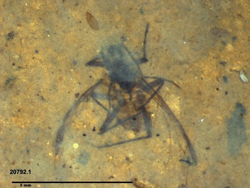 Aphididae