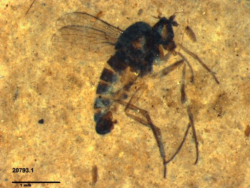 Genus sp.