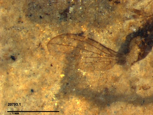 Diptera