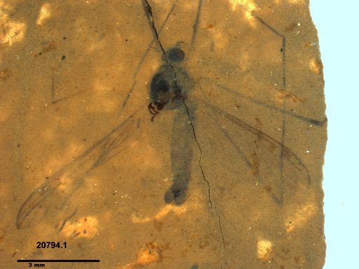 Diptera