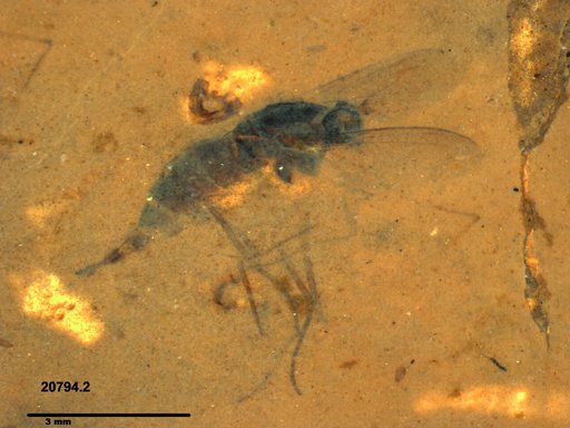 Diptera