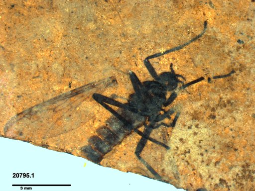 Genus sp