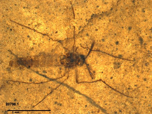 Diptera