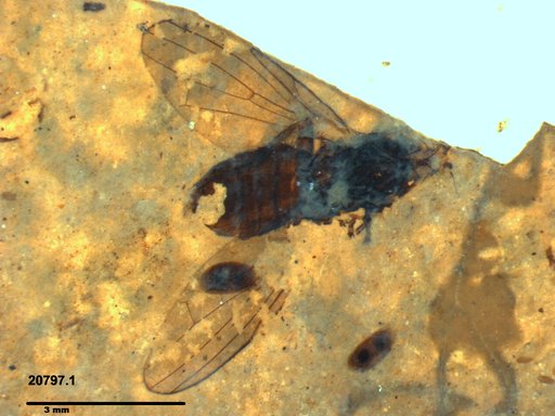 Diptera