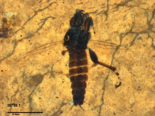 Diptera