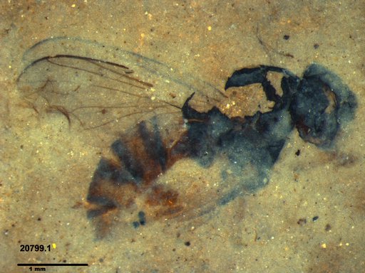 Diptera
