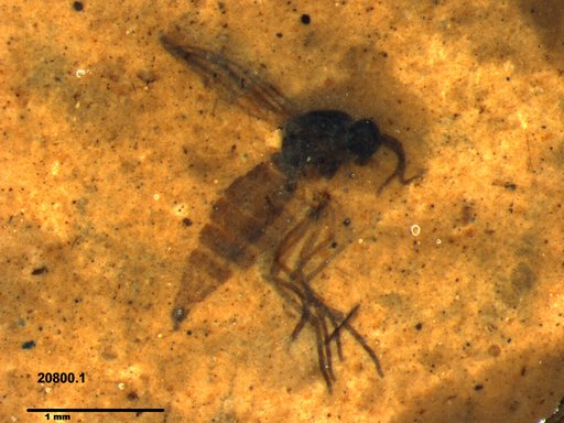 Diptera