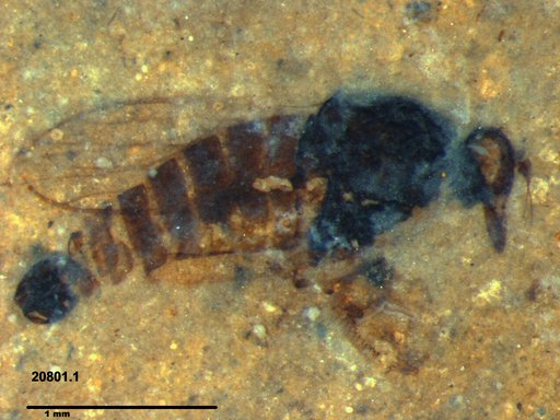 Diptera