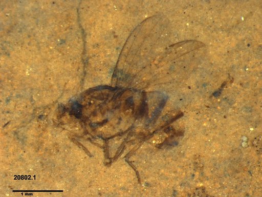 Diptera
