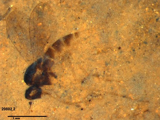 Diptera