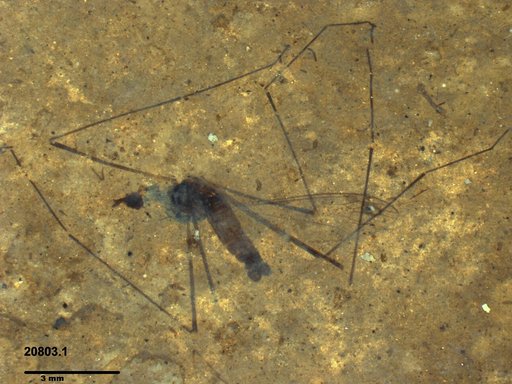 Diptera