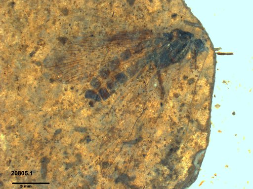 Genus sp